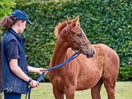 KS300622-53 - Cupboard Love & foal by Territories